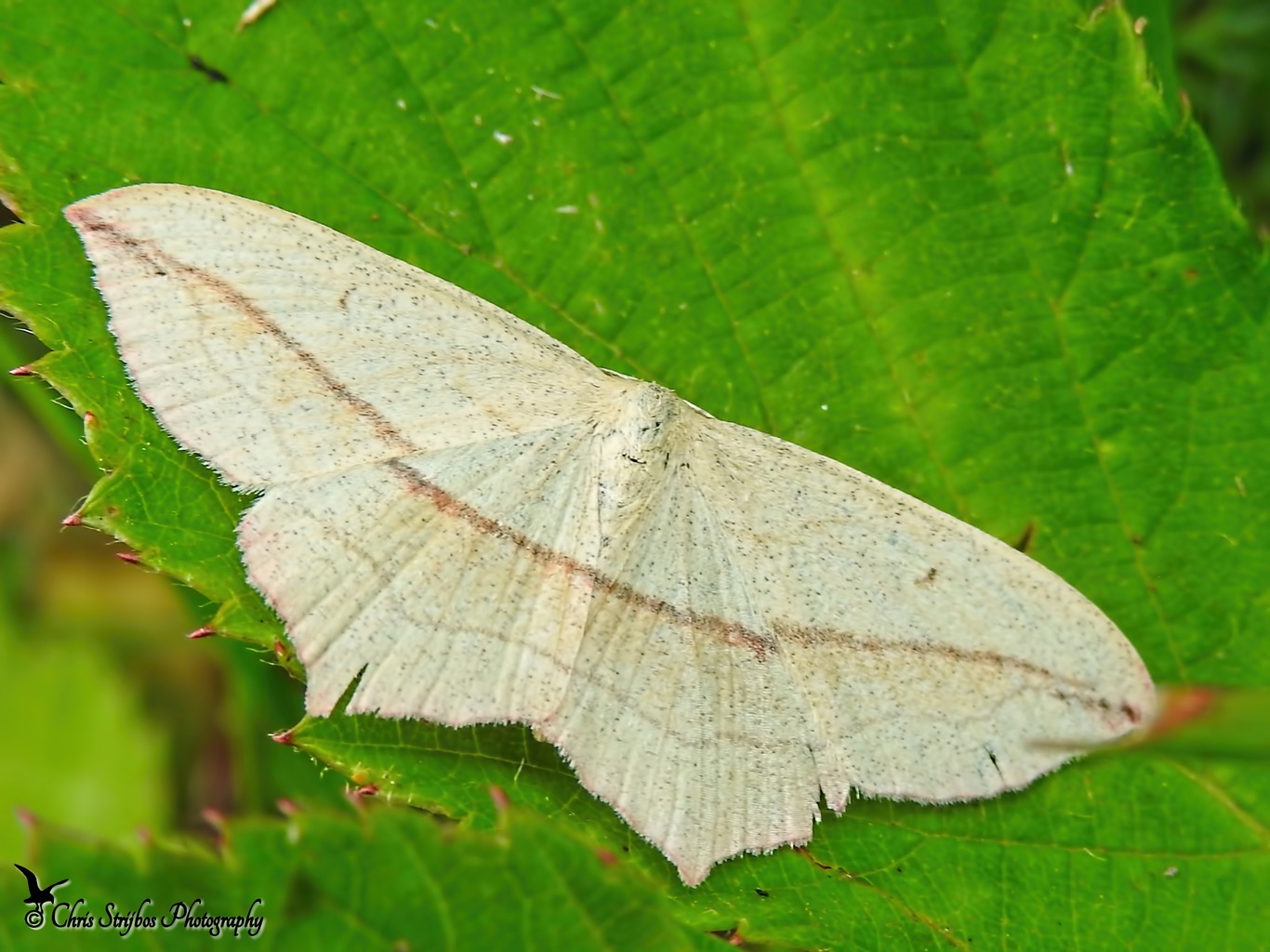 Welke vlinder is dit?